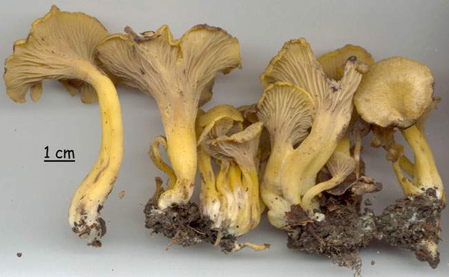 Cantharellus melanoxeros